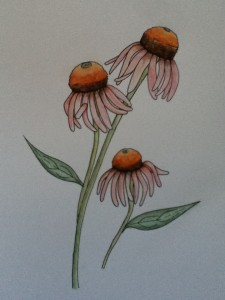 Echinacea