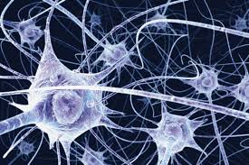 Neurons