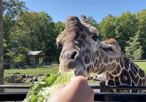 3037066_web1_wildanimal