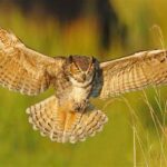 a great horned owl swooping down to grab something in a grassy field illuminated by the sunset