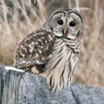 a barred owl sitting on an old, gray wooden fence with tall, yellow grasses in the background