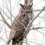 a tired-looking great horned owl sitting in a tree