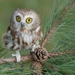 a northern sawwhet owl sitting on the branch of a pine tree