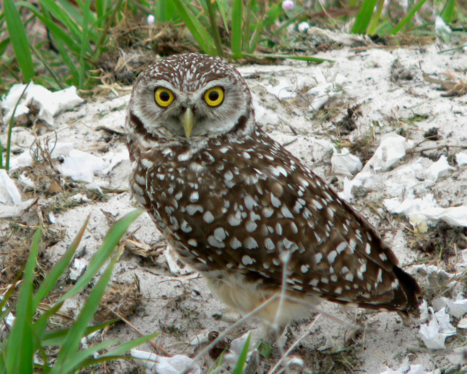 a burrowing owl on a dirt mound surrounded by grass