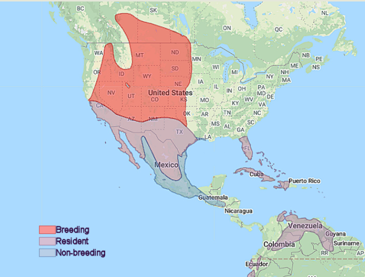 a map of north america indicating the burrowing owl's range. Breeding is northern arizona, new mexico, and texas and upwards. Resident areas are northern Mexico, florida, cuba, and haiti. non-breeding is southern mexico