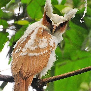 a lighter morph crested owl glaring at the camera over its shoulder from a leafy branch