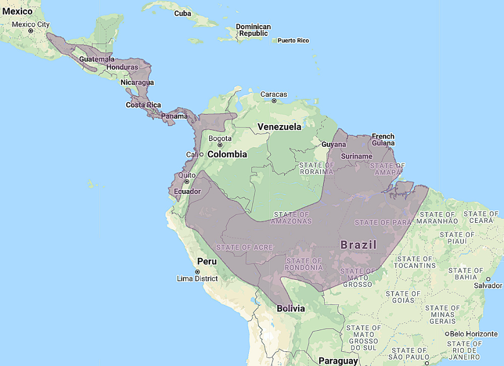 a map indicating the crested owl's range. Crested owls are found in southern mexico, central america, and the amazon basin