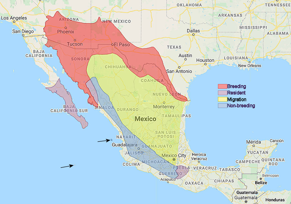 a map of indicating the elf owl's range. Breeding is northern mexico, resident is southern Baja and the southernmost part of Mexican desert. non-breeding is a band along the west coast of Mexico, and migration is the middle and east side