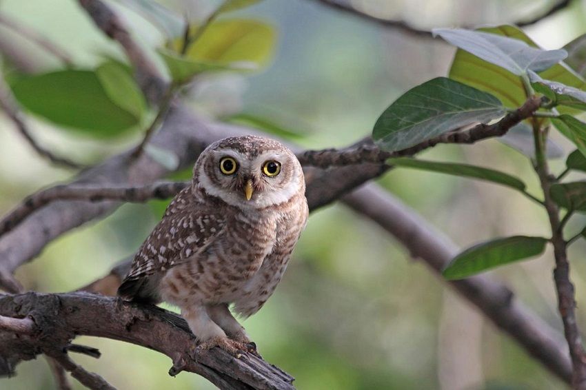 a cute, small elf owl on a branch with leaves