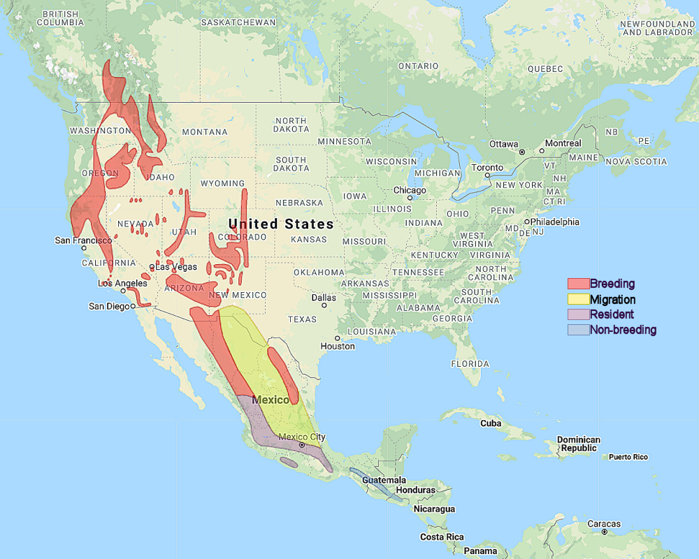 a map of north america indicating flammulated owl range. Flammulated owls breed all throughout the rocky mountains and in the mountainous parts of northern Mexico. They migrate in the middle-eastern portion of mexico, and are resident in south-western mexico in the mountains.