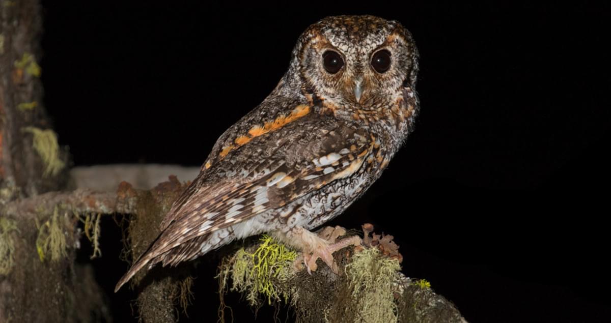 a flammulated owl glaring at the camera at night