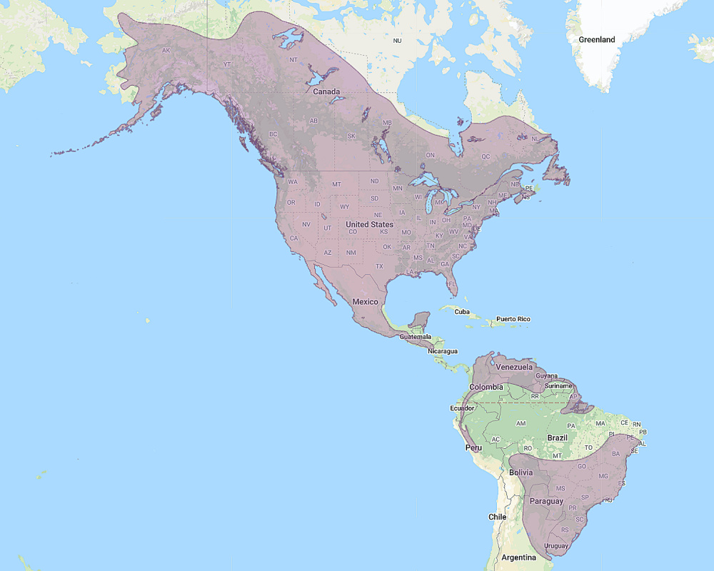 a map of north and south america indicating the range of a great horned owl. Great horned owls can be found in the US, Canada, Mexico, the north coastline of south america, and the south american highlands.