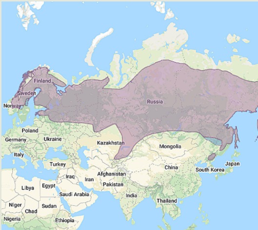 a map showing northern hawk owl range. The northern hawk owl can be found in scandanavia, inland Russia, and a bit of khazikstan and northern China