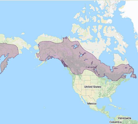 another map indicating northern hawk owl range. The northern hawk owl can be found in inland canada and Alaska