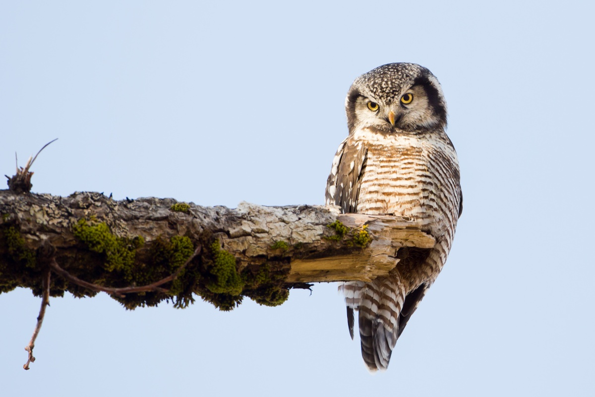 a northern hawk owl looking a bit bashful on the end of a branch with a blue sky in the background