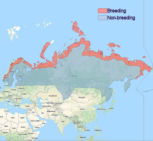 a map of europe and asia indicating the range of the snowy owl. the snowy owl can be found along the northern coastline of Norway, sweden, finland, and russia.