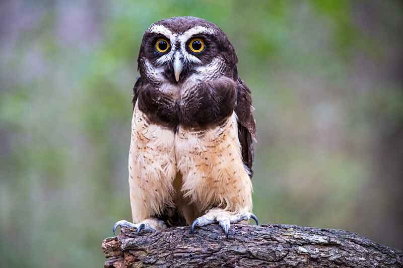 a sheepish, dapper-looking spectacled owl sitting on a log