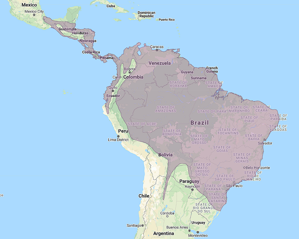 a map indicated the spectacled owl's range. They live in the whole amazon basin, most of central america, and southern mexico.