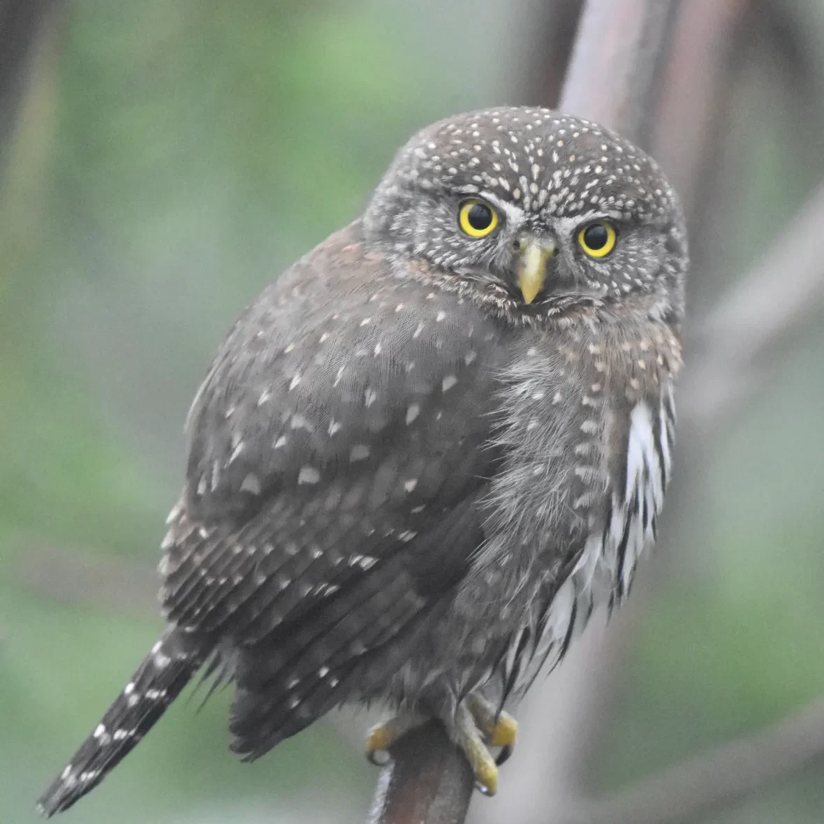 a pygmy owl sitting on a branch