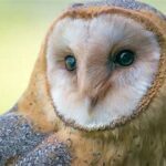 the face of a barn owl that is gazing into the distance