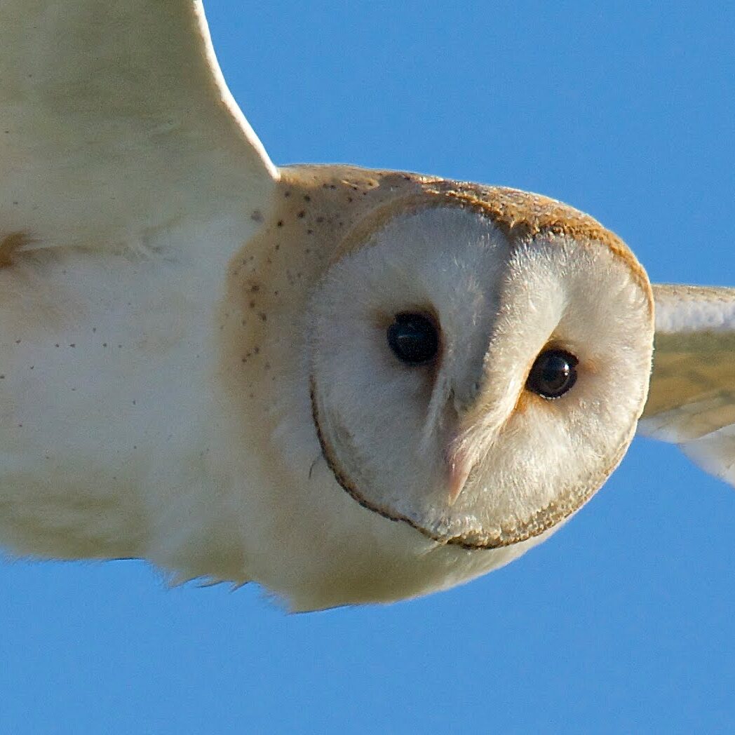 a barn owl mid flight on a blue sky, which is looking directly at the camera