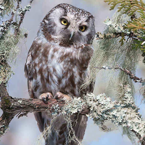 a boreal owl perched on a branch covered in spanish moss