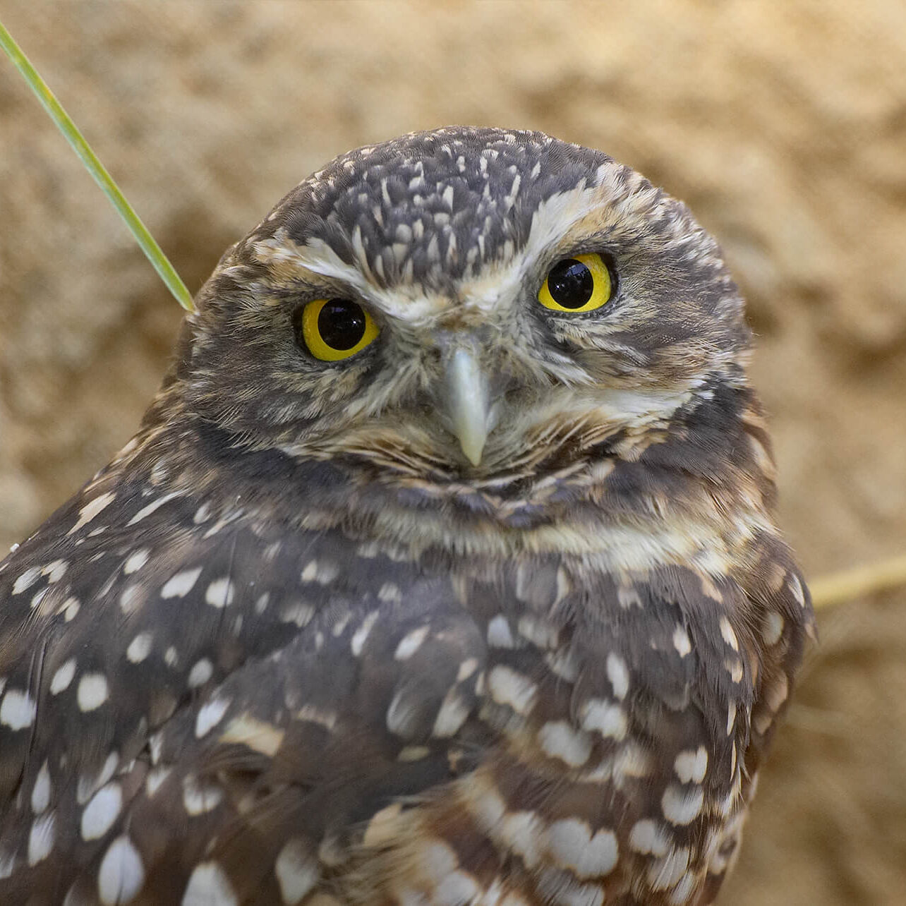 a cute burrowing owl gazing at the camera with long, dusty grasses behind it