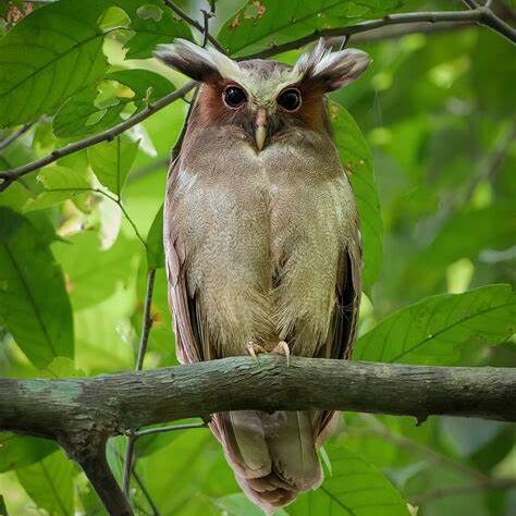 a crested owl perched on a tree branch with green leaves behind it