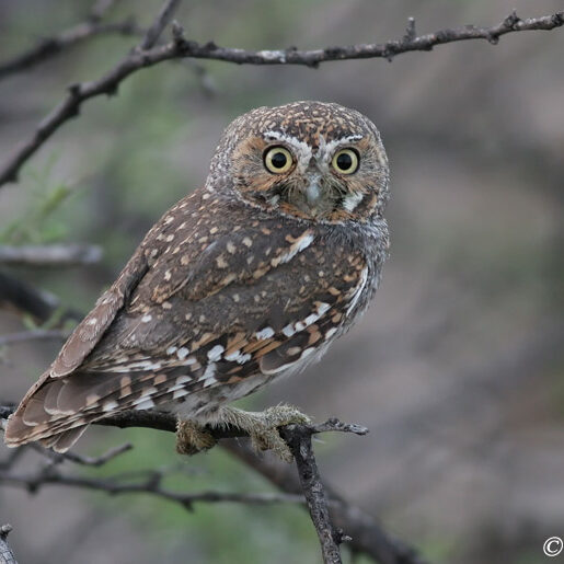 an elf owl perched on a knobby tree branch