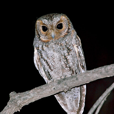 a flammulated owl sitting on a tree branch at night