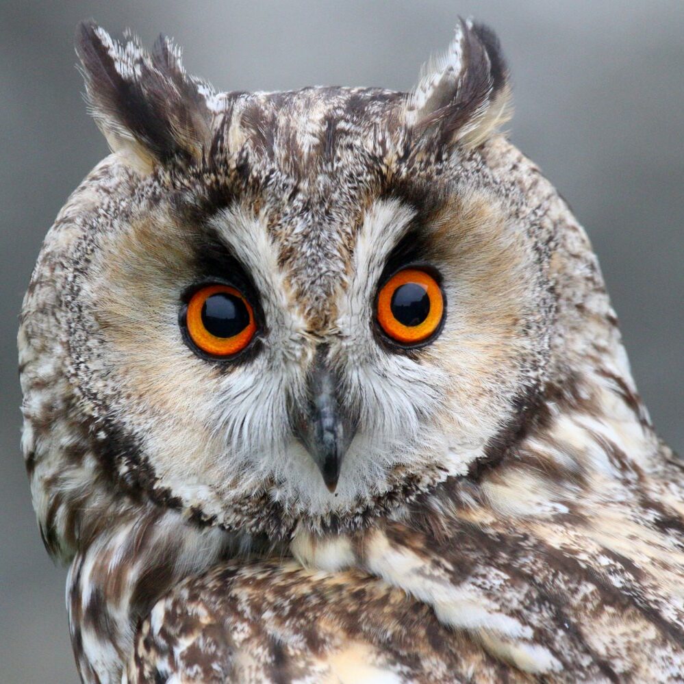 the face of a long eared owl with gleaming reddish amber eyes