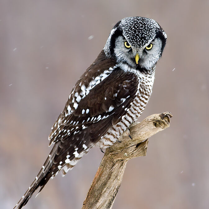 a menacing-looking northern hawk owl glaring at the camera from a tree branch