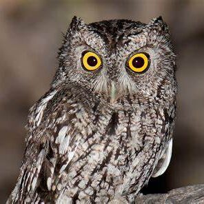 a whiskered screech owl on a branch