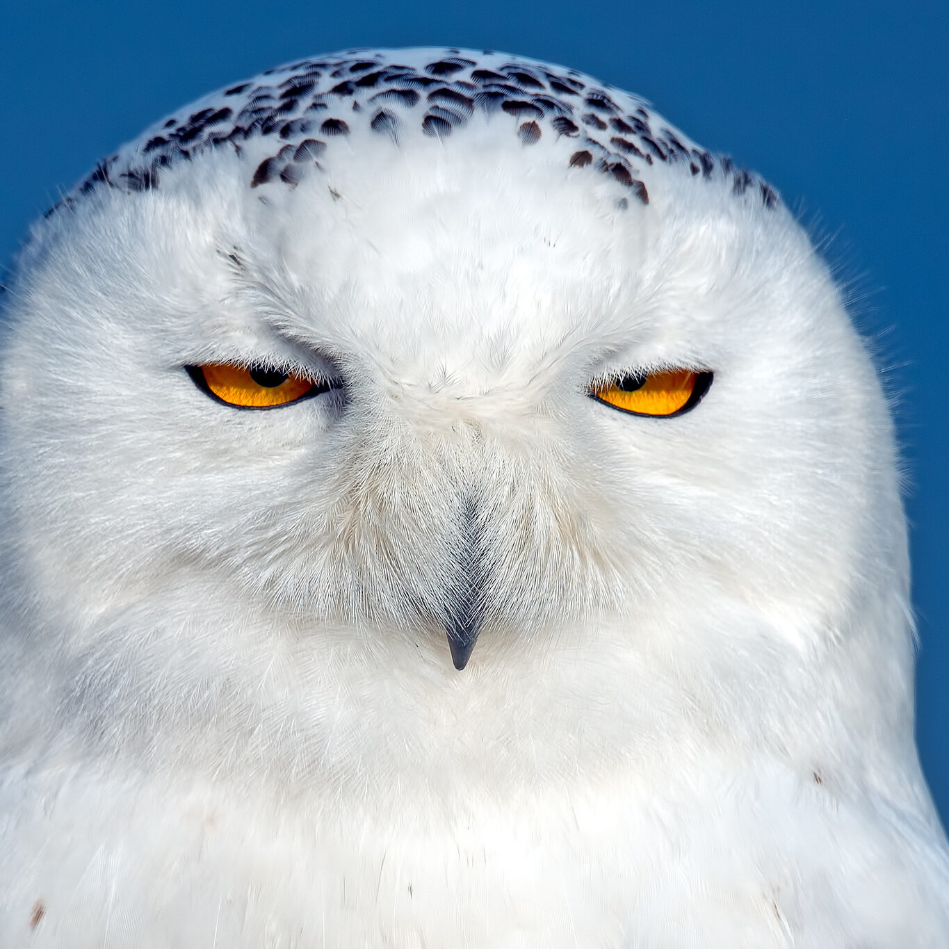 a grumpy looking snowy owl glaring at the camera against a middle blue sky