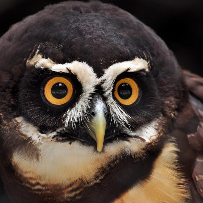 the face of a spectacled owl, which has a deer-in-headlights expression